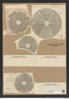 Actinoptychus punctulatus Pant. (de-Toni-Nr.: Genus 227, Species 5522) Zeichnungen Sammlung Grunow Nr. 9557 (NHMW-BOT-W0379360)